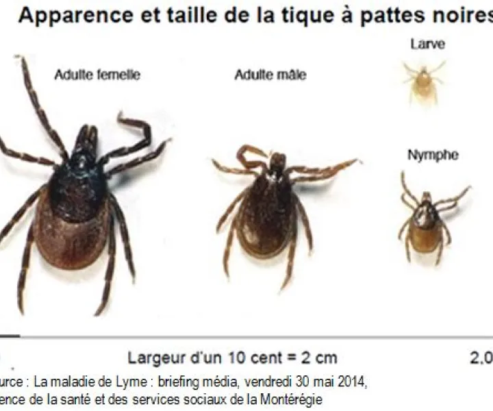 Avant qu&#039;une Tique vous Pique - Santé et Service Sociaux - Québec