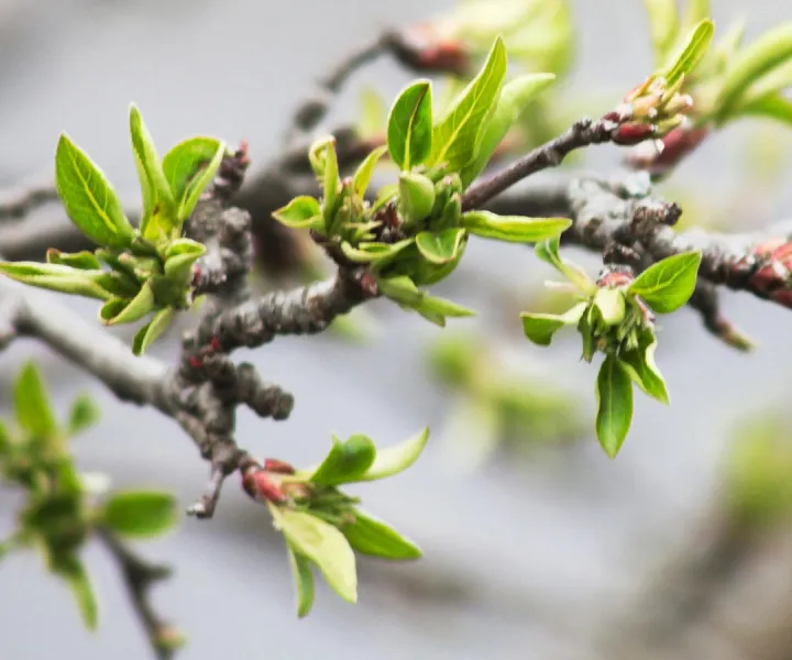 Pousses d'arbres au printemps