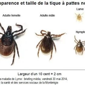 Avant qu&#039;une Tique vous Pique - Santé et Service Sociaux - Québec