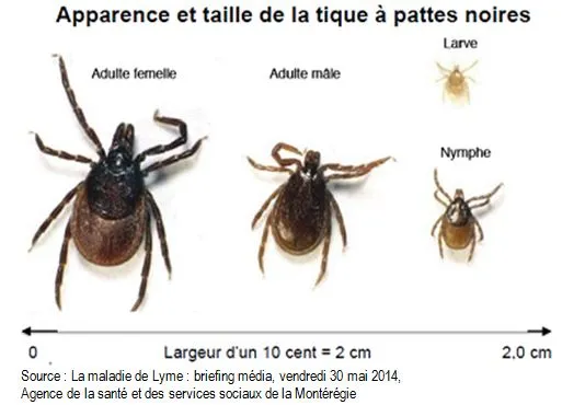 Avant qu&#039;une Tique vous Pique - Santé et Service Sociaux - Québec